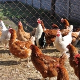 Kako izgraditi kokošinjac od improviziranih materijala